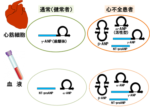 心不全患者におけるANP3分子型の存在