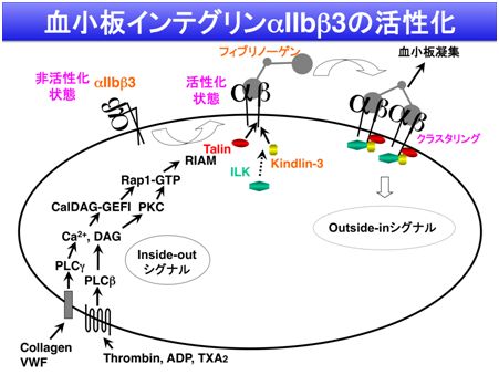 1-2）血小板インテグリンの活性化