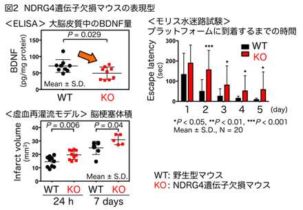 Ndrg4遺伝子欠損マウスの表現型