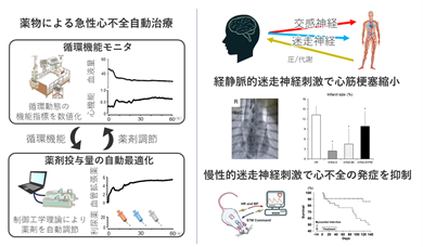 循環を操り、治療に生かす