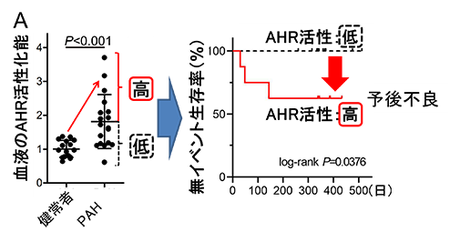 PAH病態形成におけるアリルハイドロカーボン受容体の役割解明と新規の診断・治療法開発