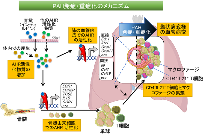 PAH病態形成におけるアリルハイドロカーボン受容体の役割解明と新規の診断・治療法開発