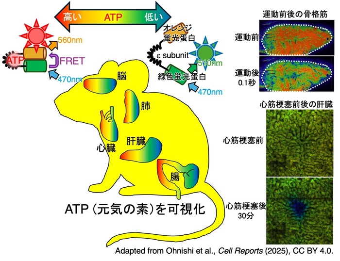 ATP可視化マウス図解