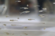 透明魚の写真
